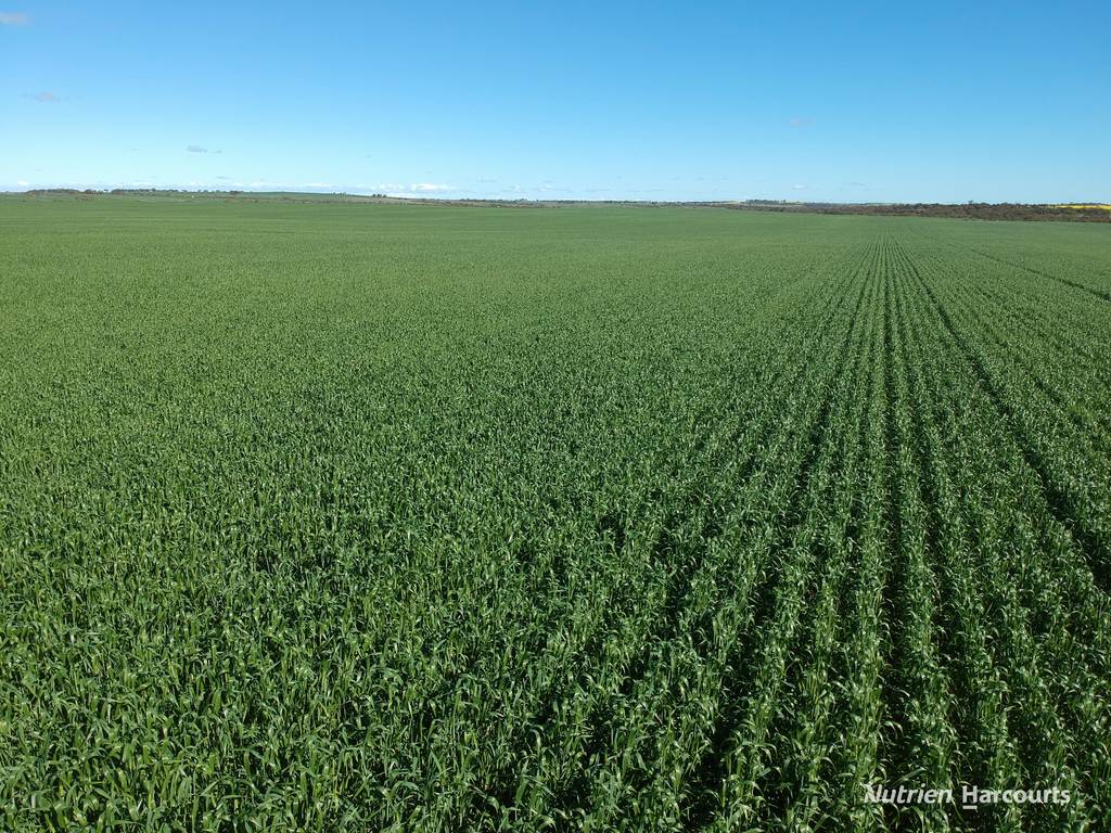 2174 Nanekine Road, Mingenew WA 6522