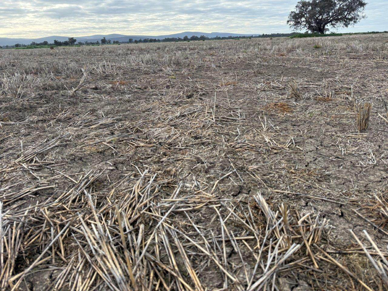 Uliwah Bimbi Caragabal Rd, Grenfell For Sale by Farmbuy.com - image 10