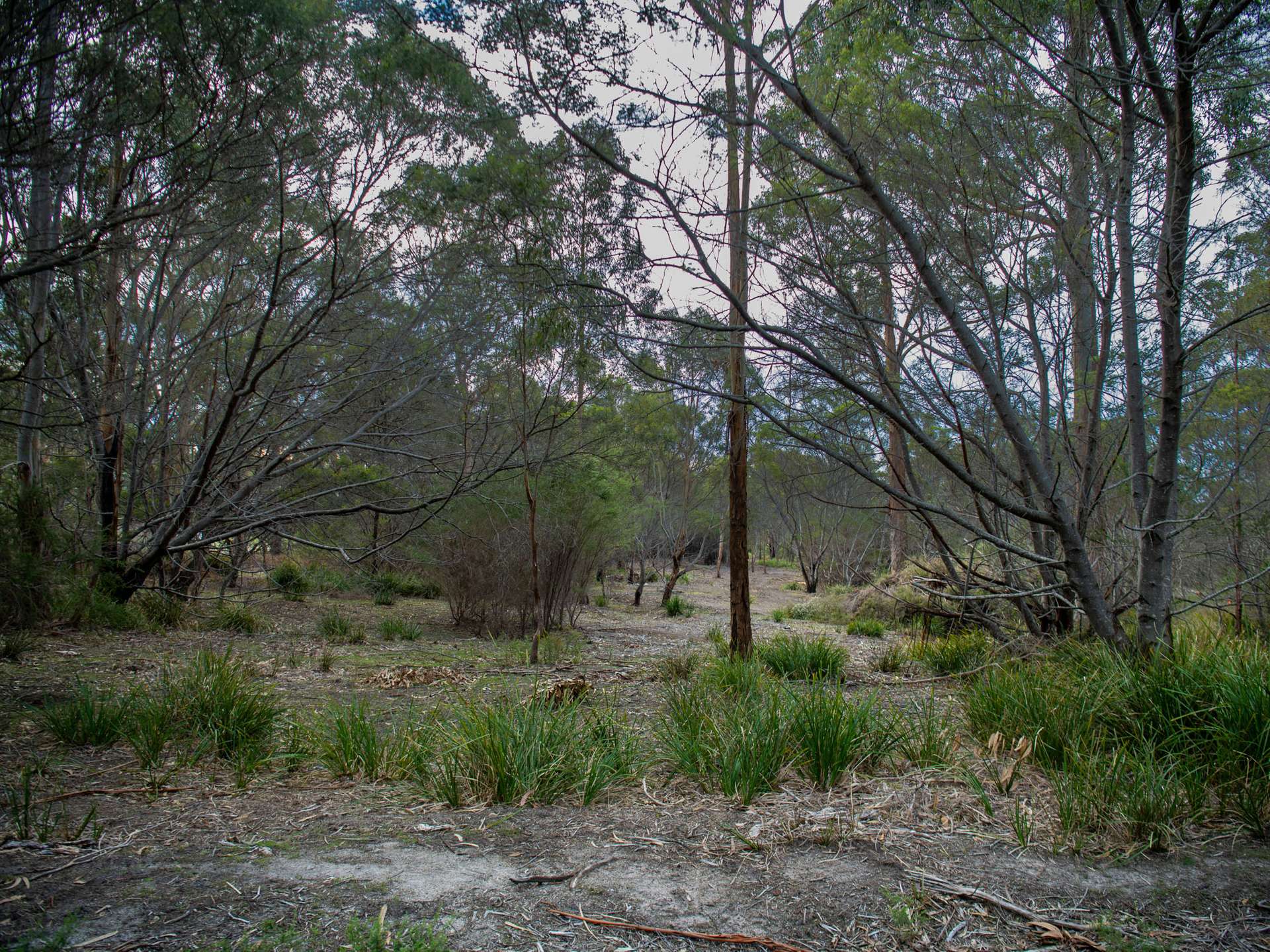 Lot 4, 254 Harveys Farm Road, Bicheno For Sale by Farmbuy.com - image 7
