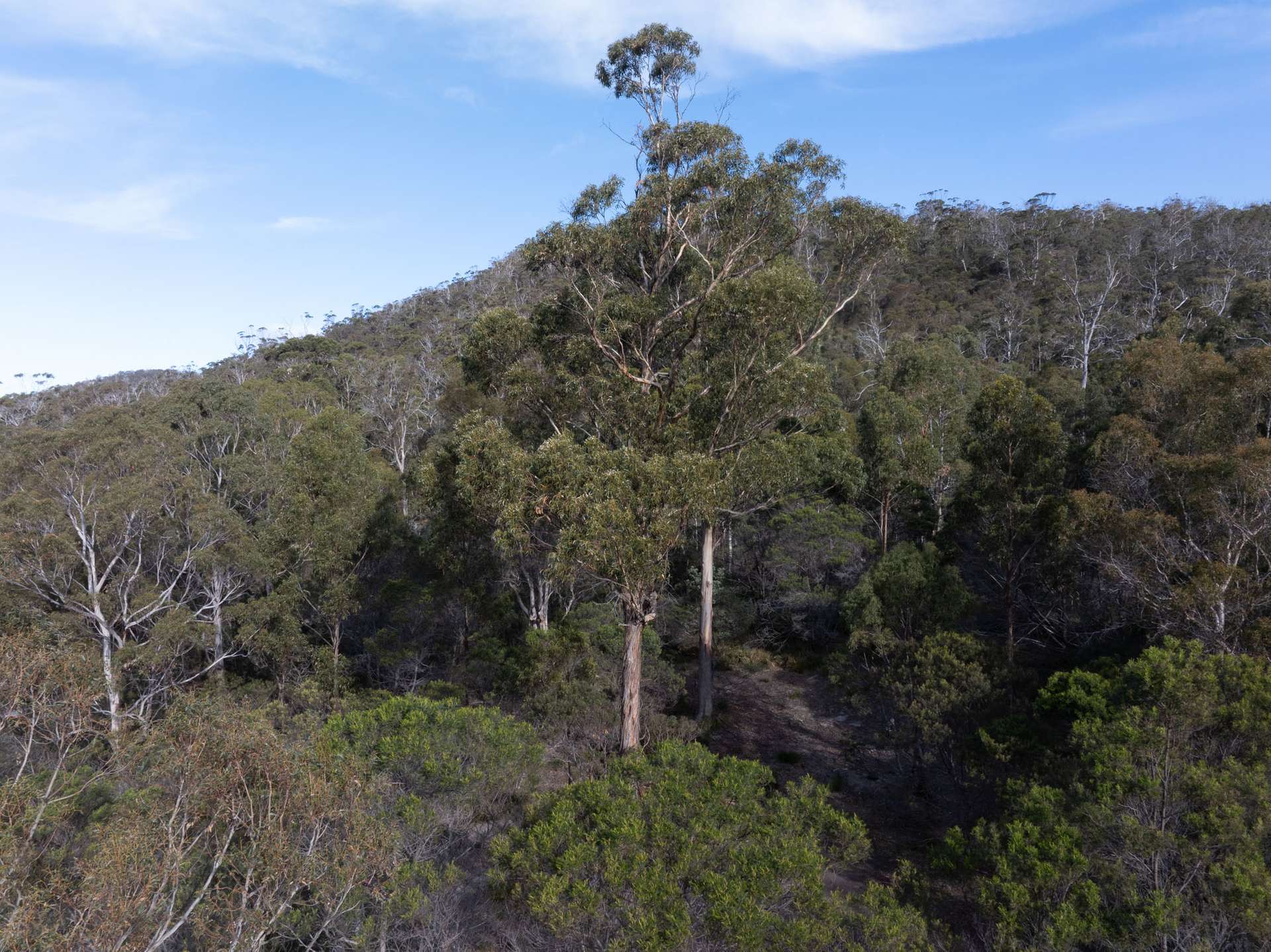 Lot 4, 254 Harveys Farm Road, Bicheno Sold by Farmbuy.com - image 1