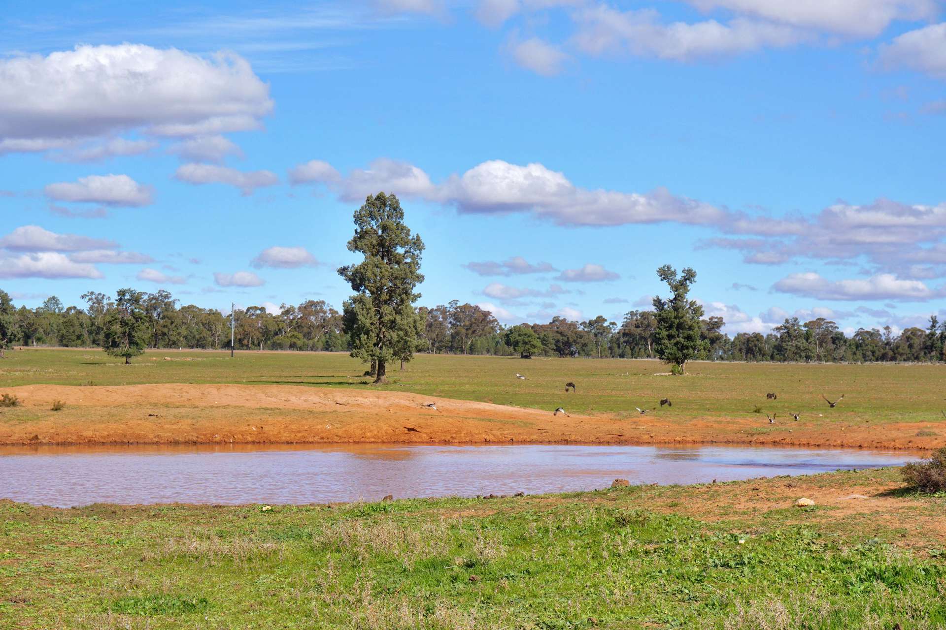 3356 Mid Western Highway, North Yalgogrin For Sale by Farmbuy.com - image 4