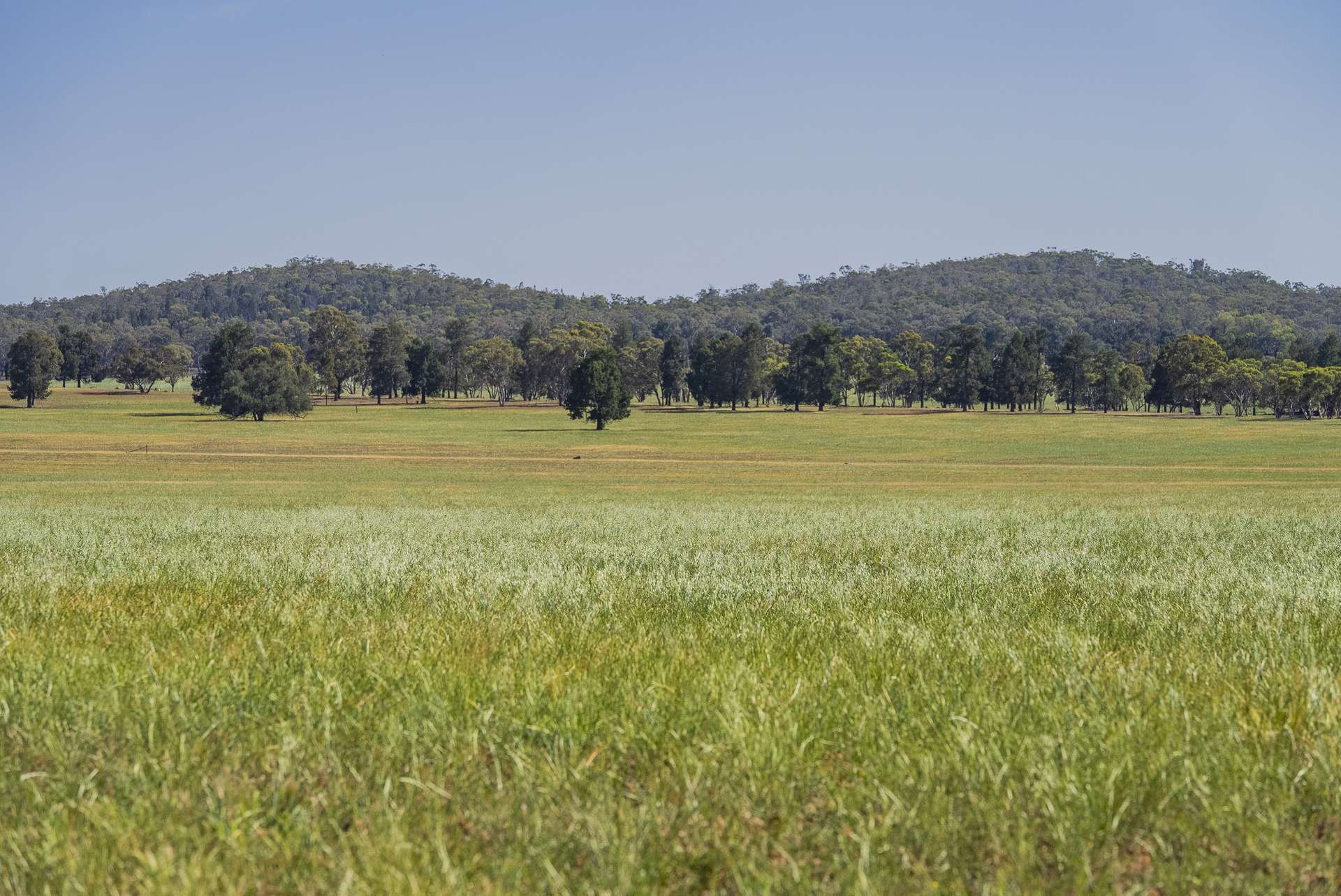 3356 Mid Western Highway, North Yalgogrin For Sale by Farmbuy.com - image 6