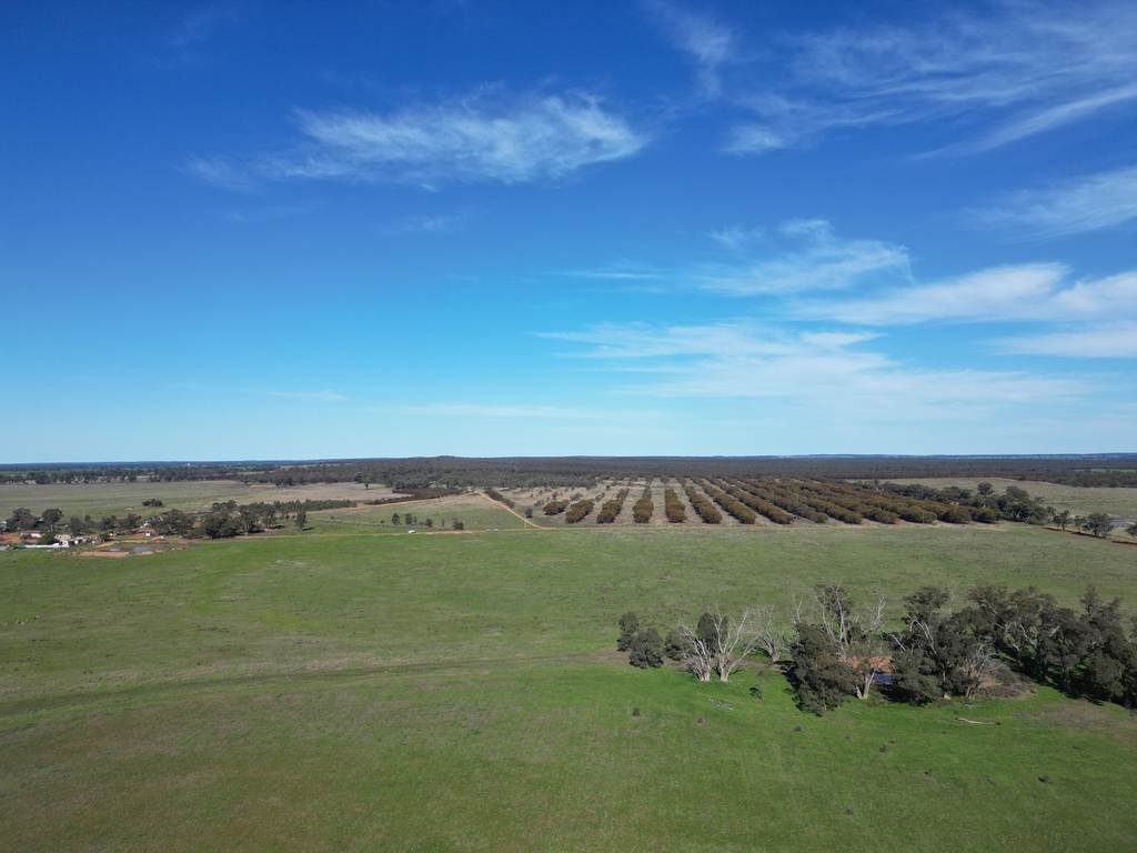 603 Charcoal Tank Road, West Wyalong NSW 2671