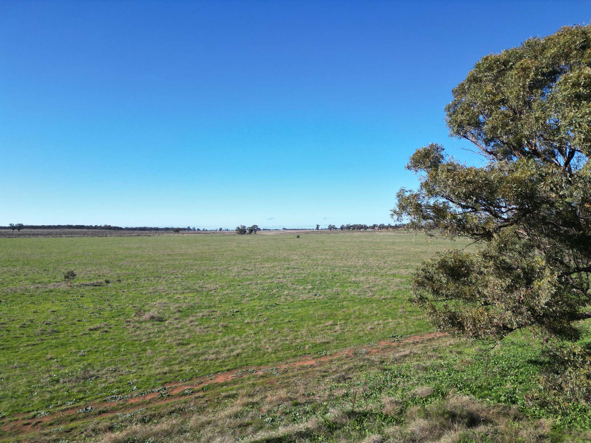 603 Charcoal Tank Road, West Wyalong For Sale by Farmbuy.com - image 5