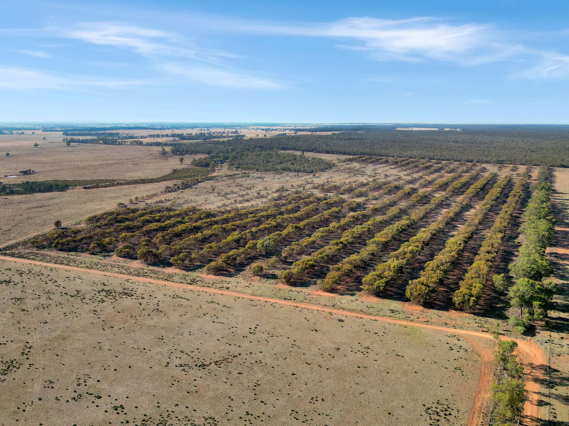 603 Charcoal Tank Road, West Wyalong For Sale by Farmbuy.com - image 6