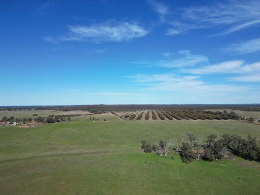 Farm For Sale - NSW - West Wyalong - 2671 - 'Macoma' | First time on the Market in 45 years
1268.65 Ha 3134.90 Ac 