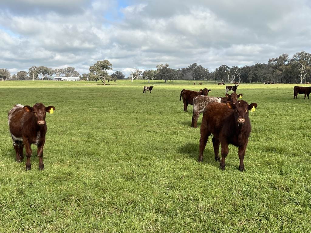 'Rocklyn' Nation Road, Burrumbuttock NSW 2642