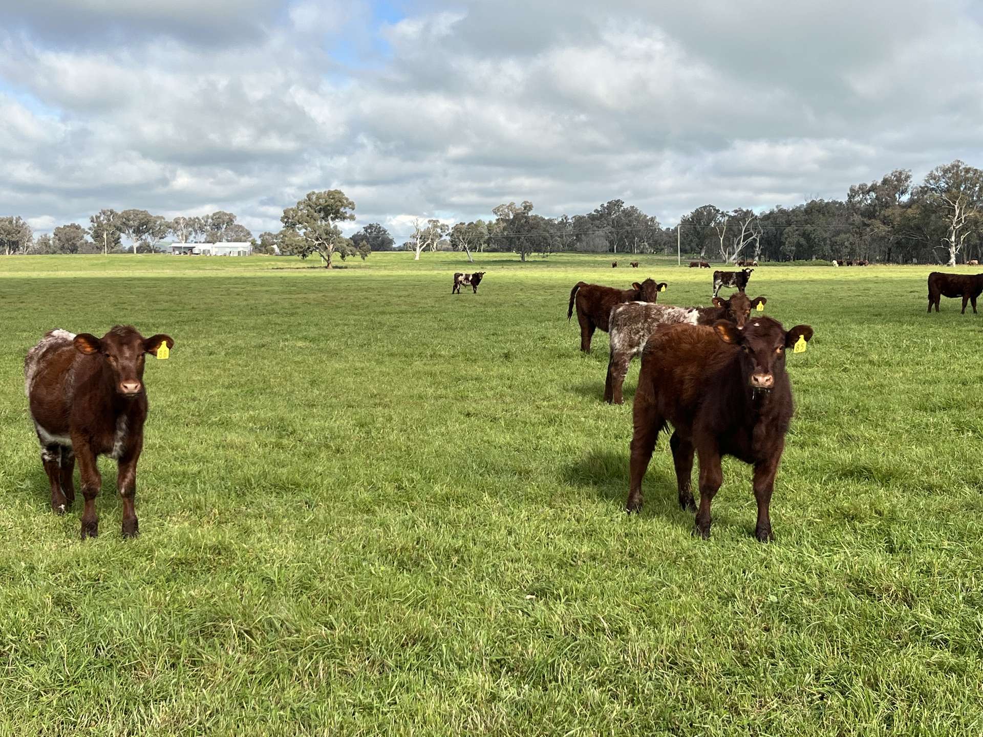 'Rocklyn' Nation Road, Burrumbuttock For Sale by Farmbuy.com - image 1