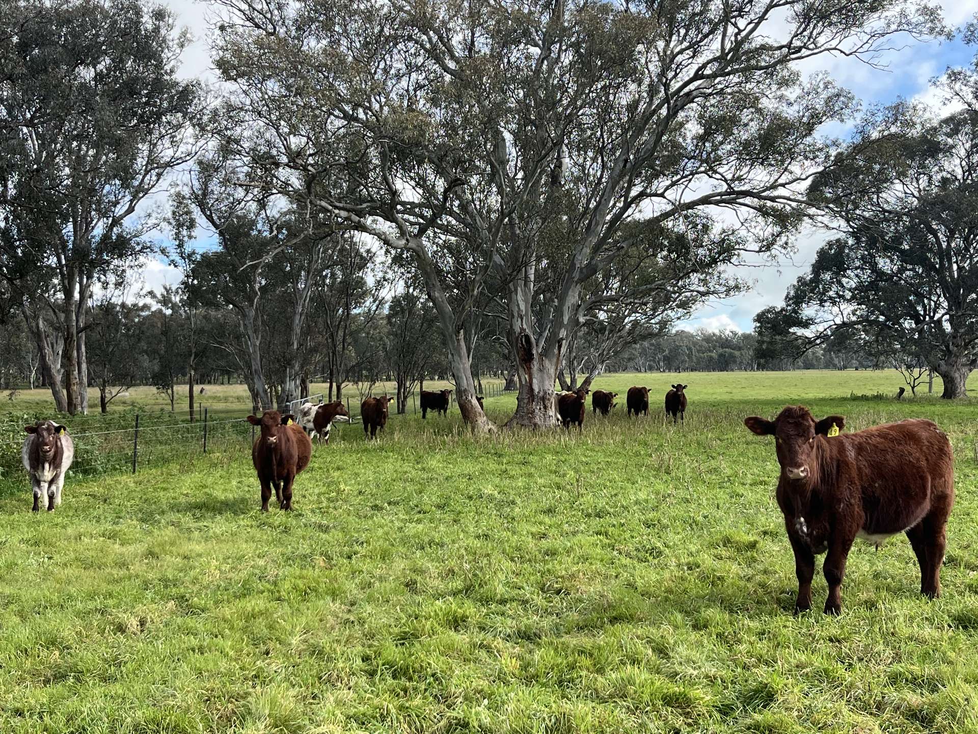 'Rocklyn' Nation Road, Burrumbuttock For Sale by Farmbuy.com - image 10