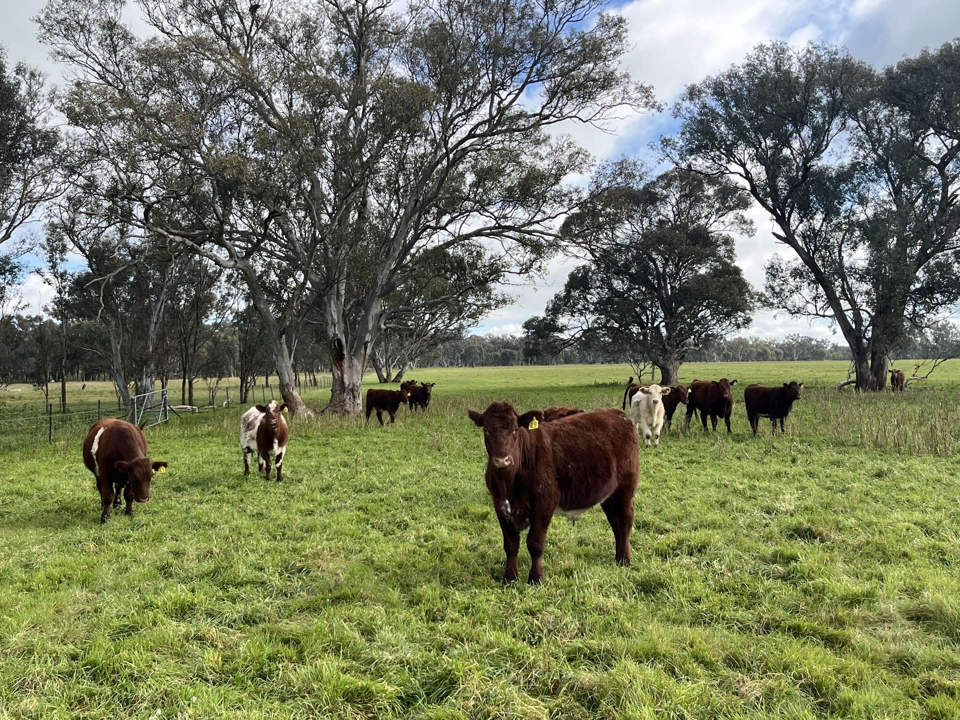 'Rocklyn' Nation Road, Burrumbuttock For Sale by Farmbuy.com - image 12