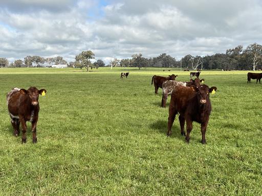 'Rocklyn' Nation Road, Burrumbuttock NSW 2642