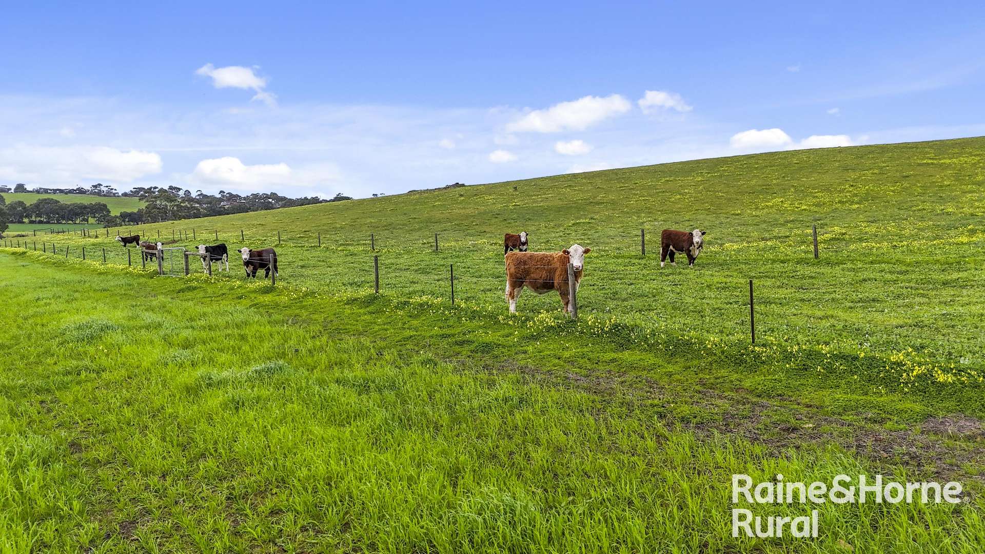 48 Mine Flat Road, Strathalbyn For Sale by Farmbuy.com - image 14