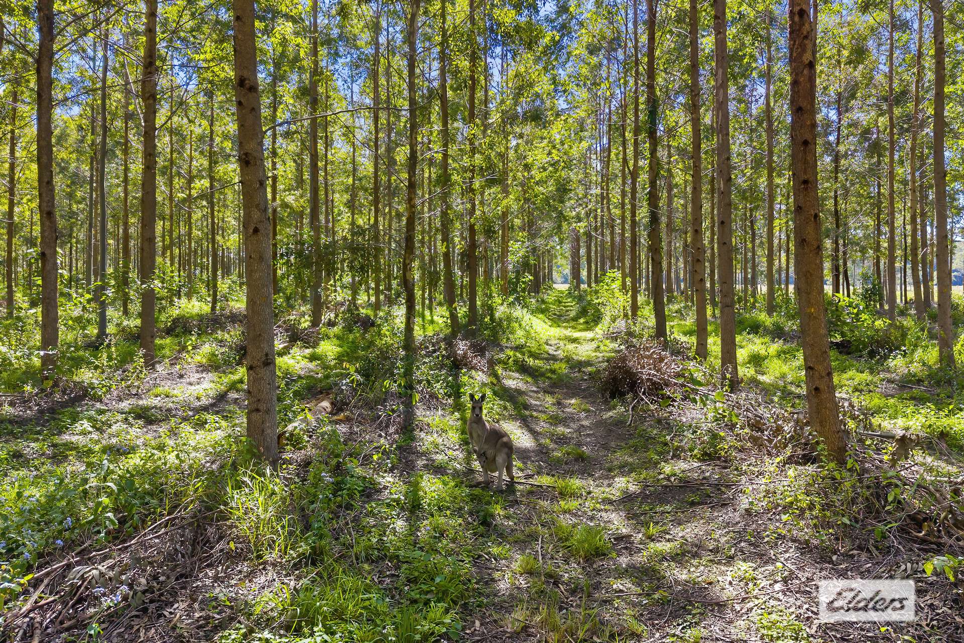 154 Redwood Road, Doonan For Sale by Farmbuy.com - image 6