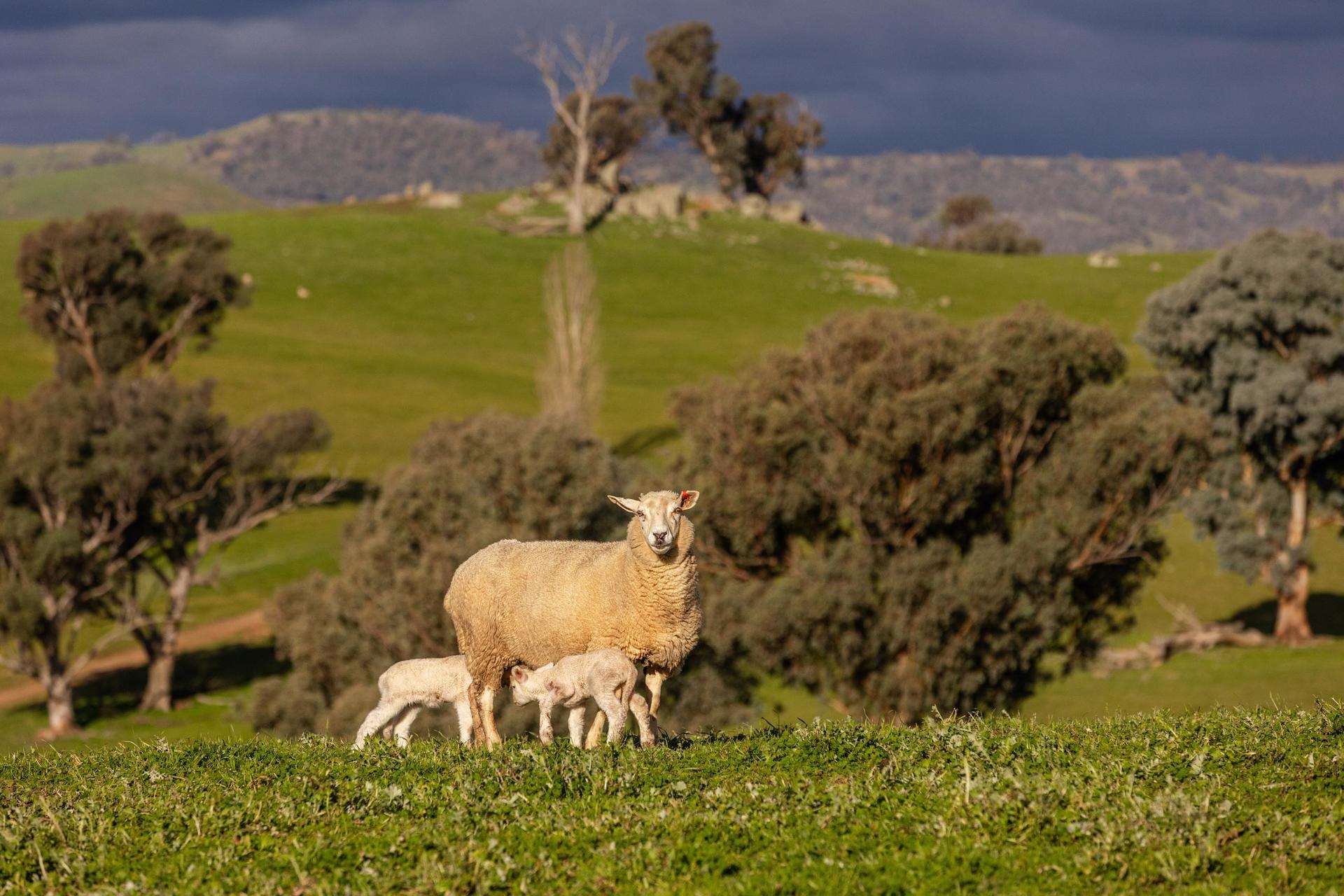 1307 Westbrook Road, Oberne Creek Auction by Farmbuy.com - image 5