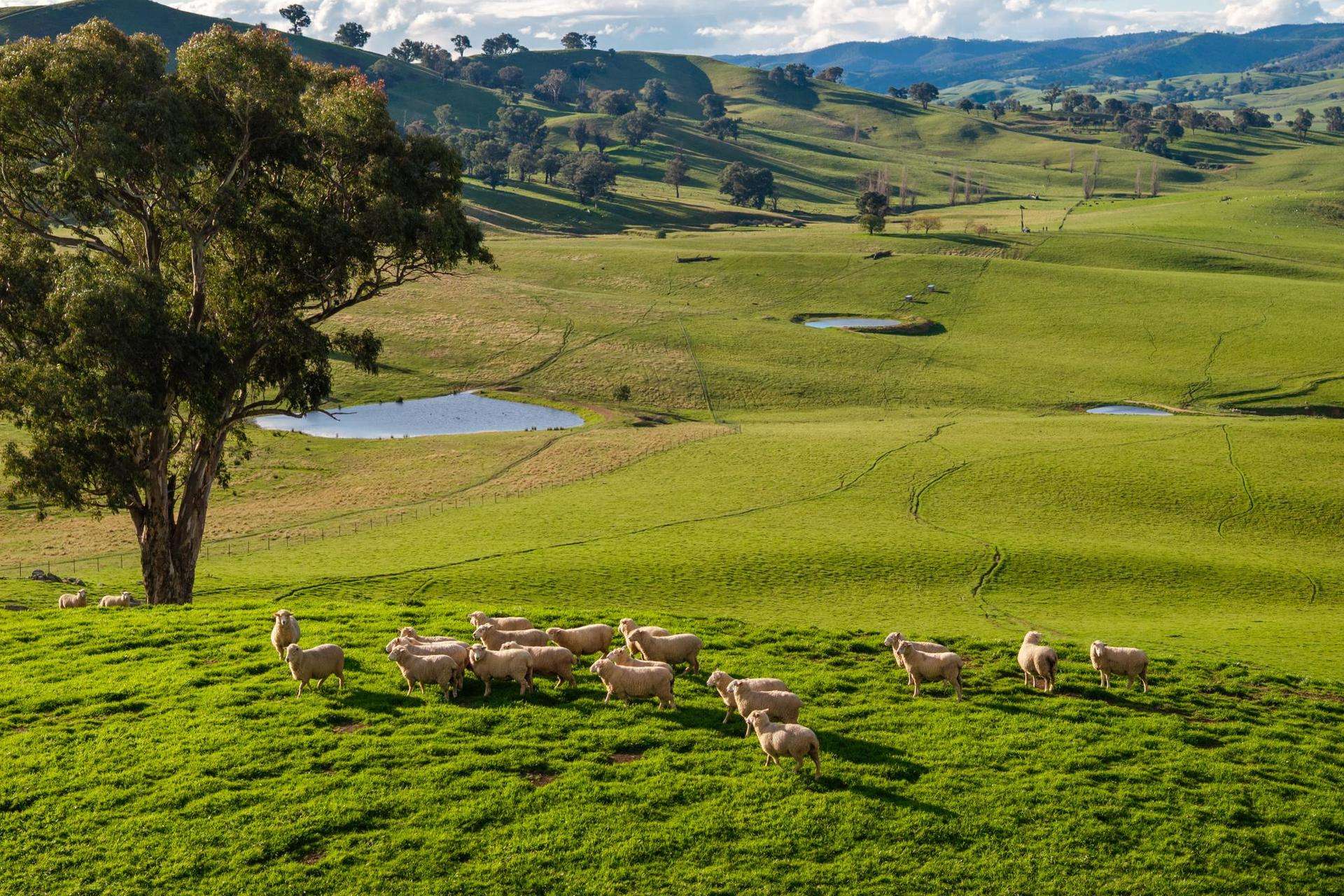 1307 Westbrook Road, Oberne Creek Auction by Farmbuy.com - image 12