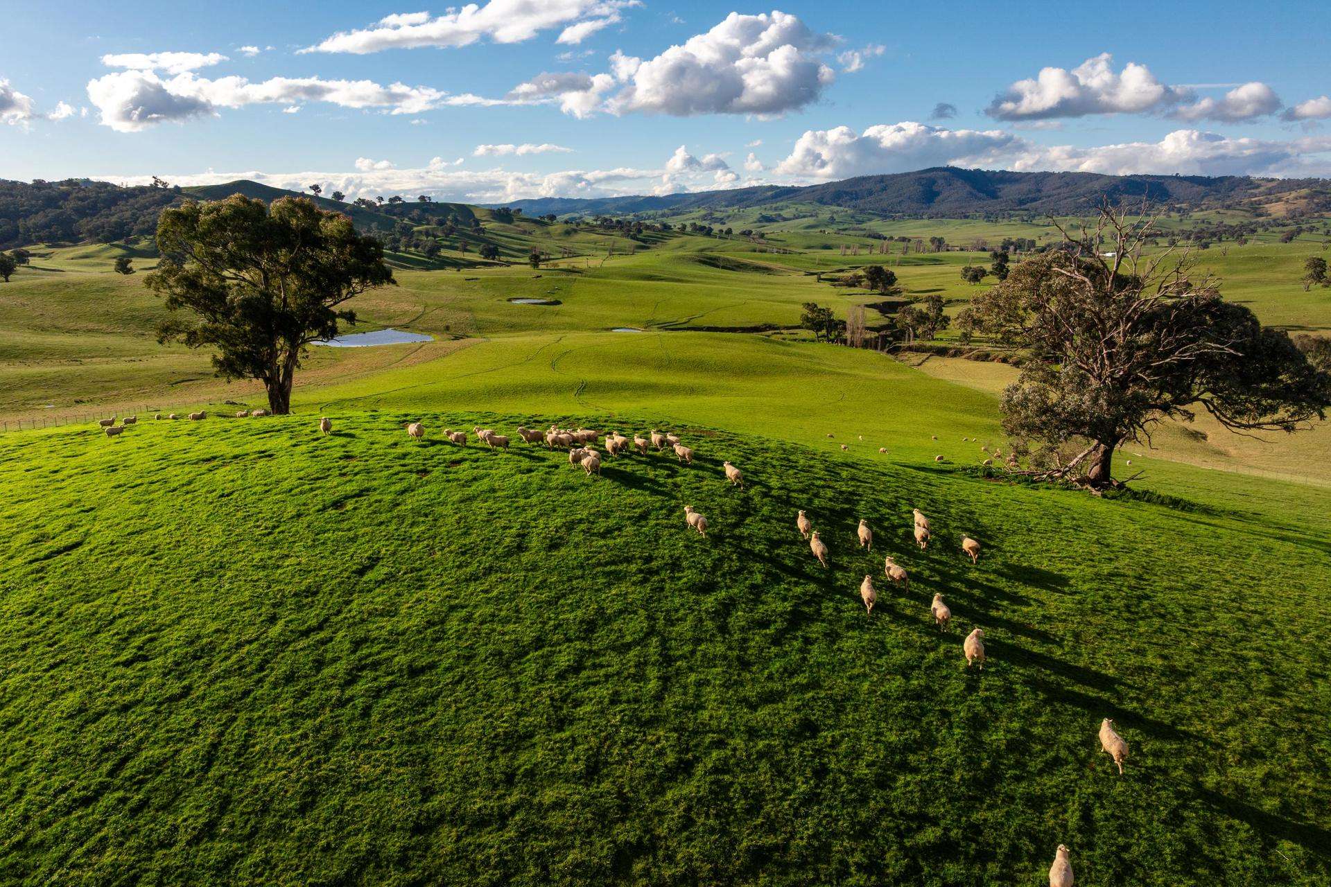 1307 Westbrook Road, Oberne Creek Auction by Farmbuy.com - image 3