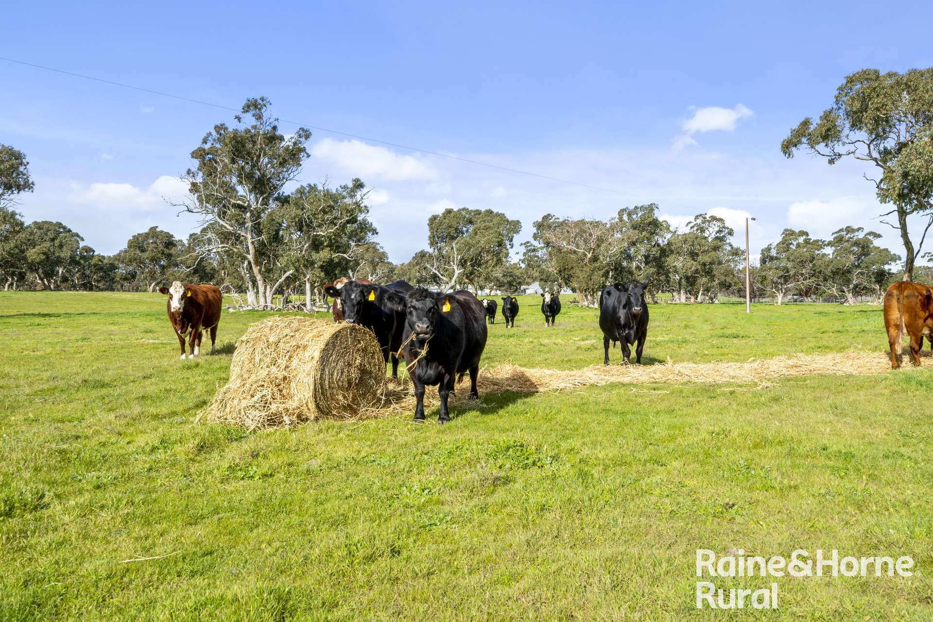 555 Mail Bridge Road, Reedy Creek For Sale by Farmbuy.com - image 5