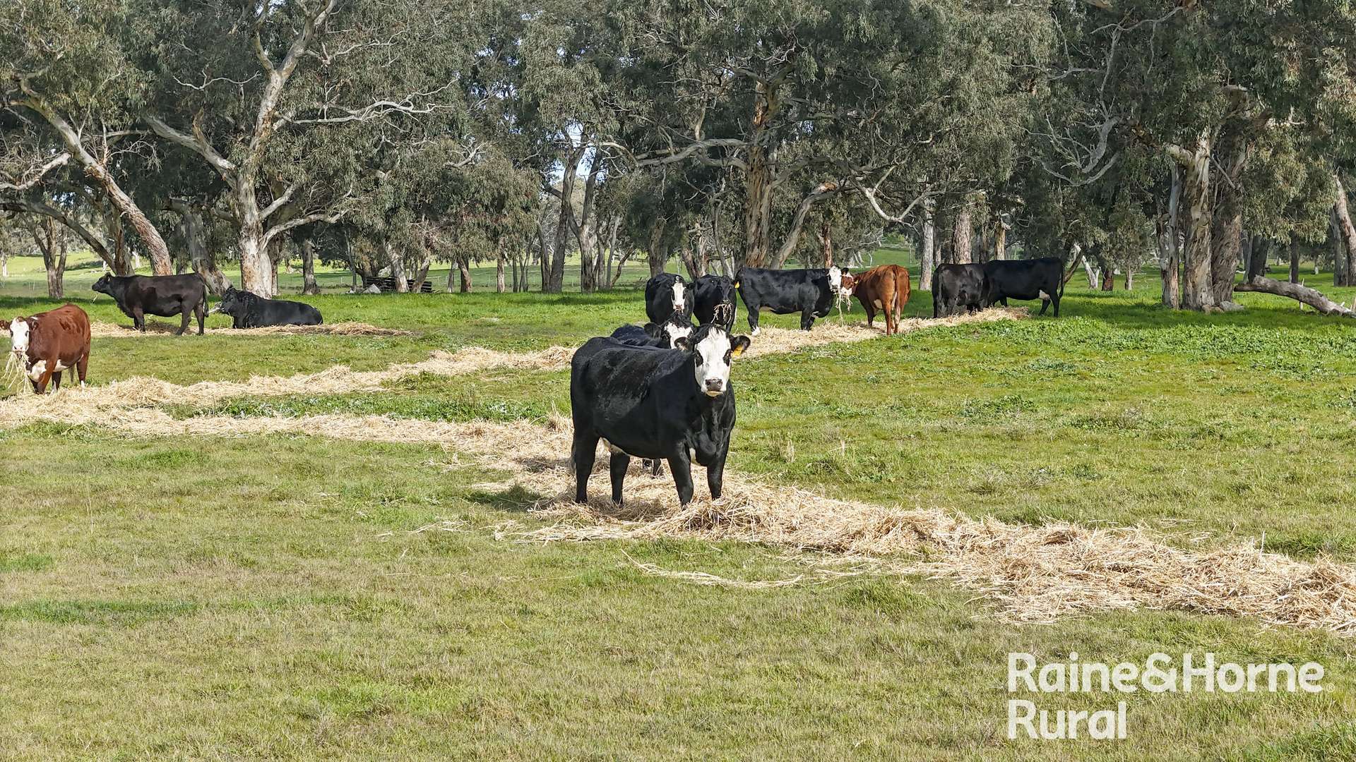 555 Mail Bridge Road, Reedy Creek For Sale by Farmbuy.com - image 20