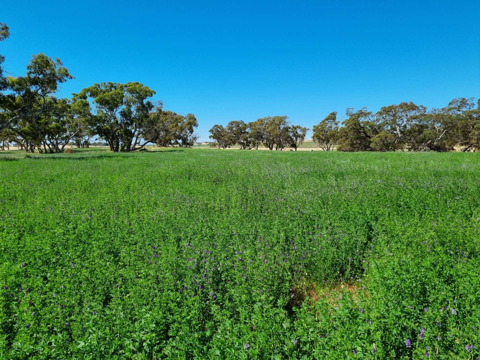 555 Mail Bridge Road, Reedy Creek For Sale by Farmbuy.com - image 33