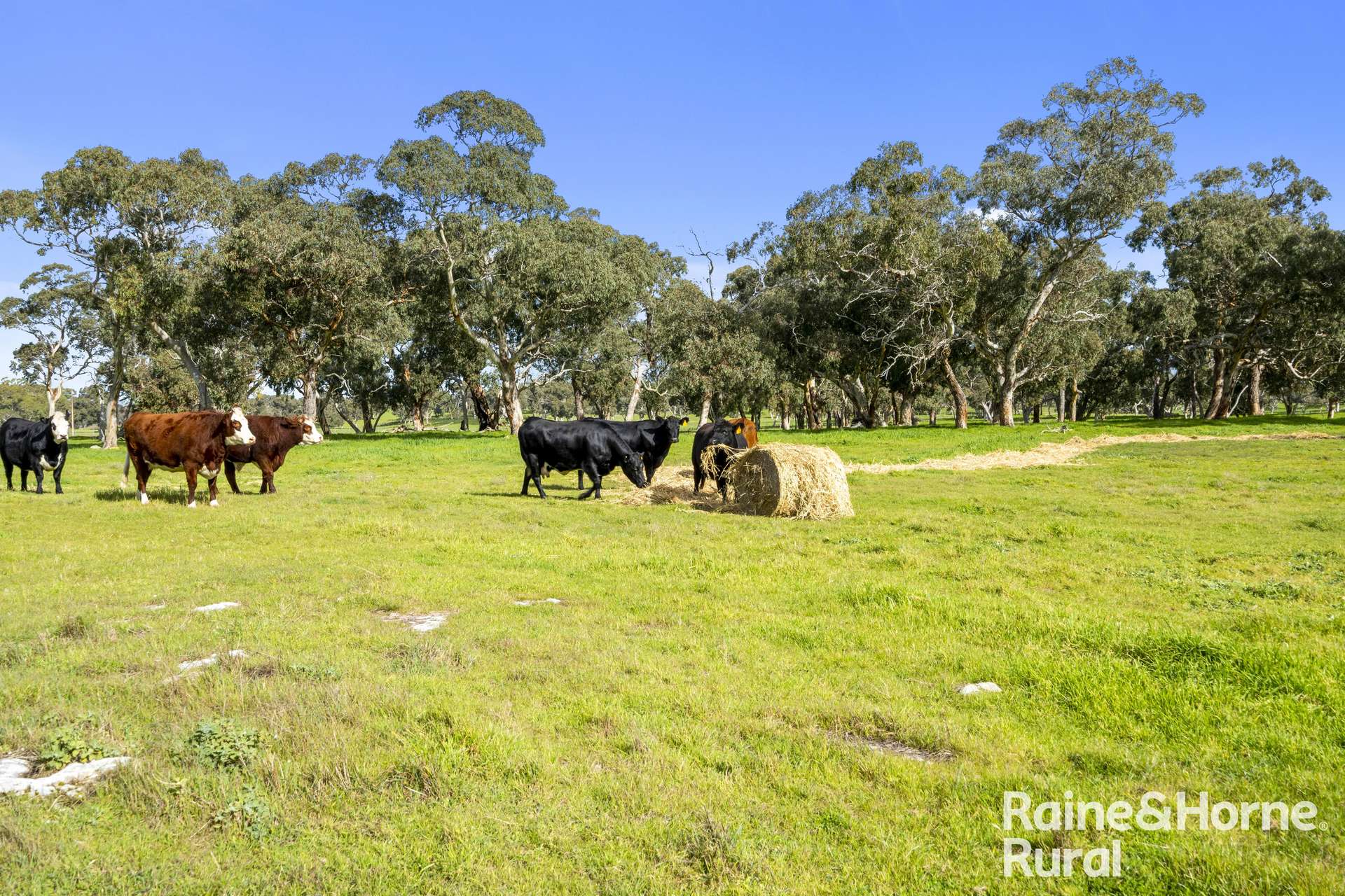 555 Mail Bridge Road, Reedy Creek For Sale by Farmbuy.com - image 30