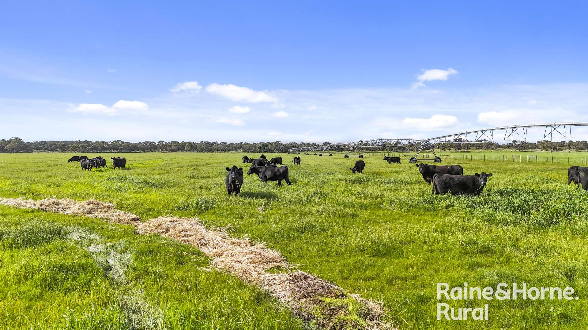556 Mail Bridge Road, Reedy Creek For Sale by Farmbuy.com - image 1