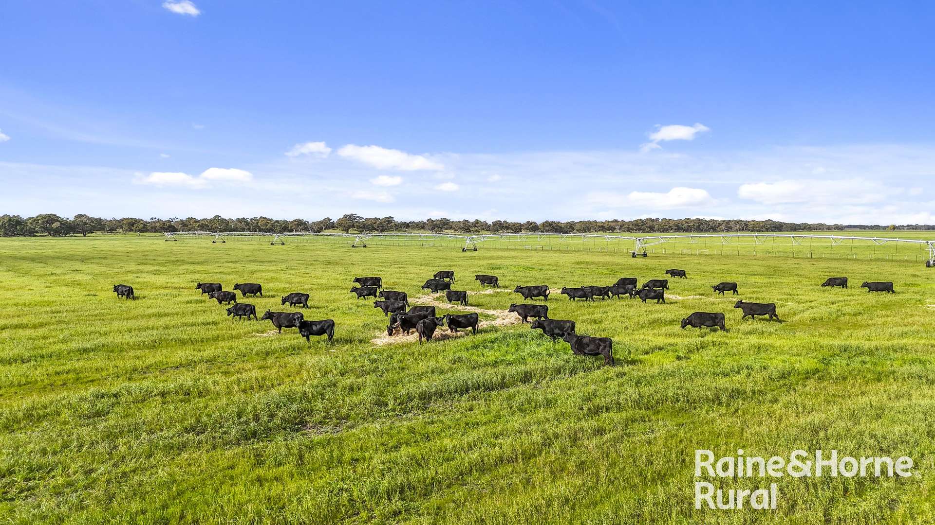 556 Mail Bridge Road, Reedy Creek For Sale by Farmbuy.com - image 5