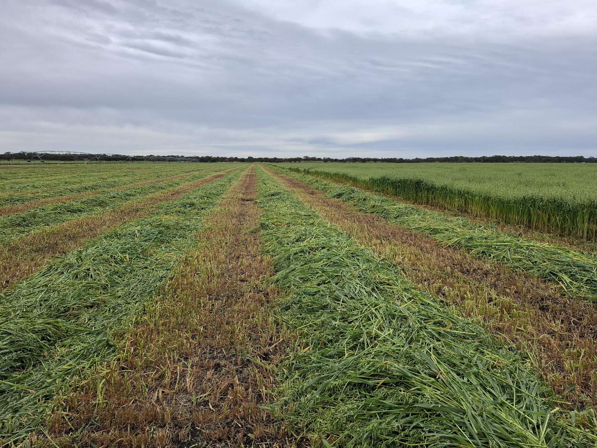 556 Mail Bridge Road, Reedy Creek For Sale by Farmbuy.com - image 27