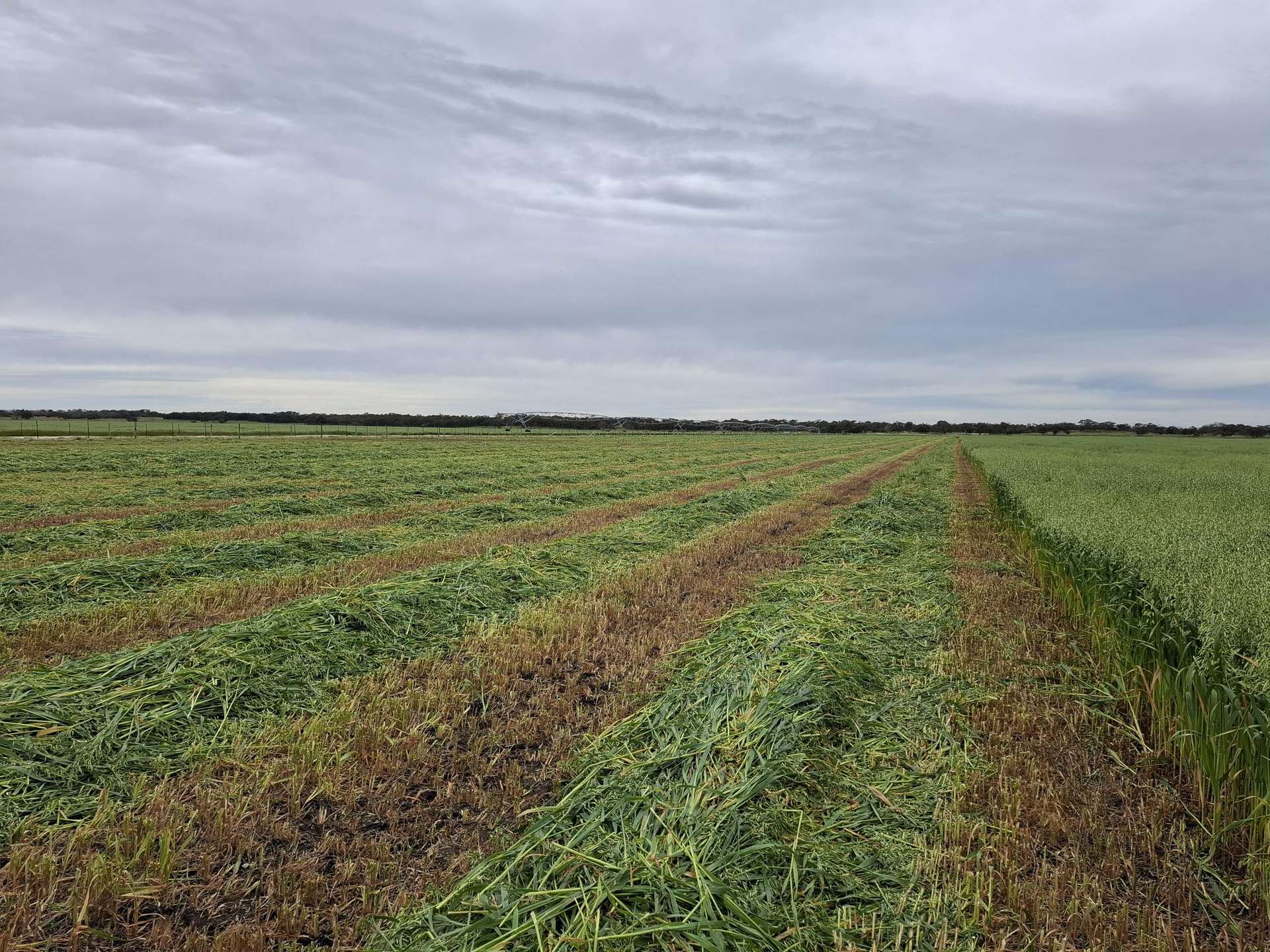 556 Mail Bridge Road, Reedy Creek For Sale by Farmbuy.com - image 24