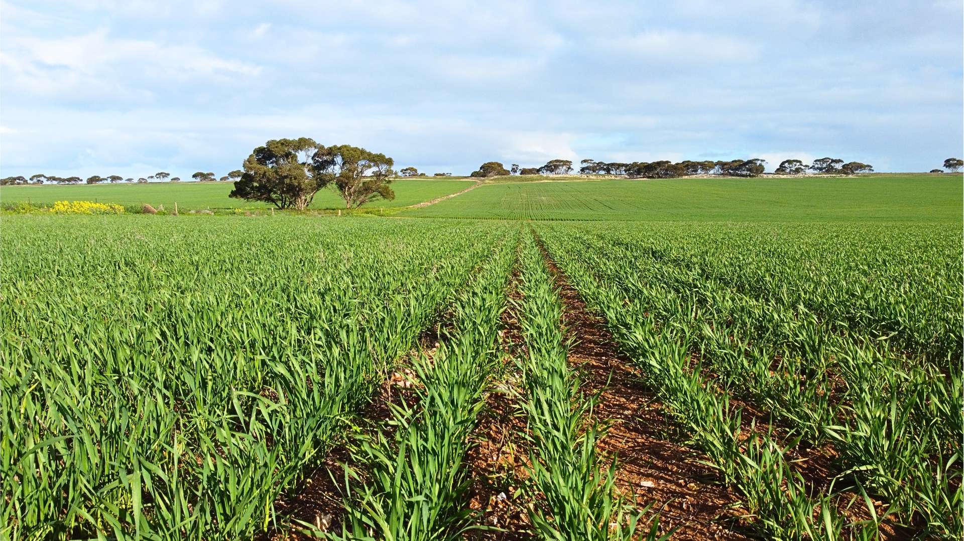 155 Claypans Road, Copeville For Sale by Farmbuy.com - image 27
