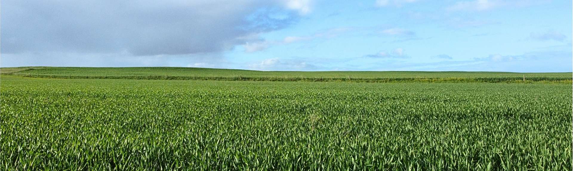 155 Claypans Road, Copeville For Sale by Farmbuy.com - image 26