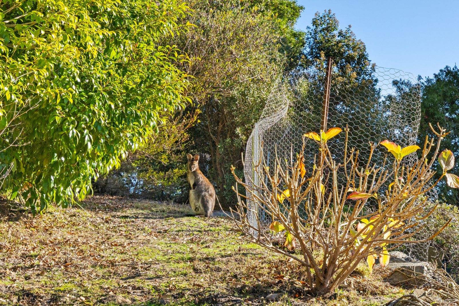 40 Ferntree Road, Eaglehawk Neck For Sale by Farmbuy.com - image 28