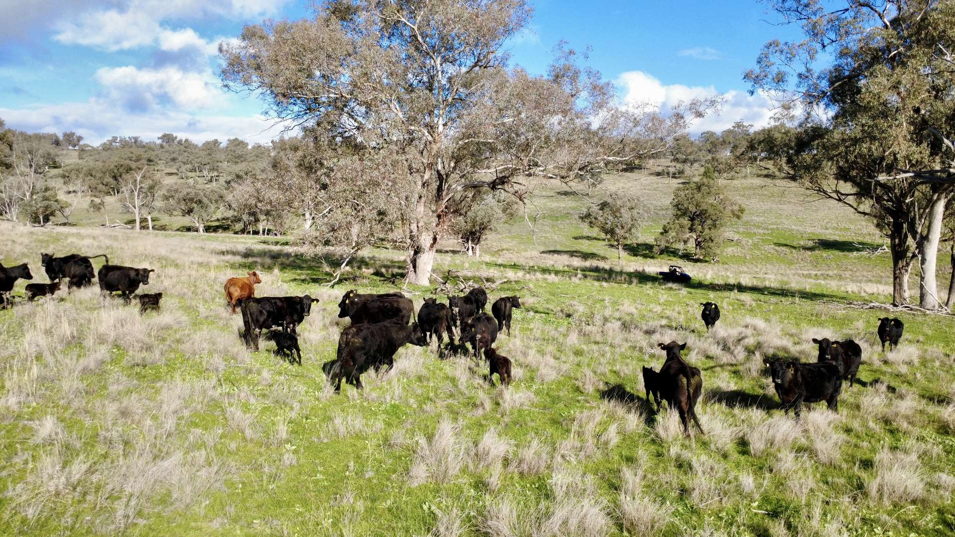 "Werribon" 201 Warrah Creek Road, Willow Tree Auction by Farmbuy.com - image 18