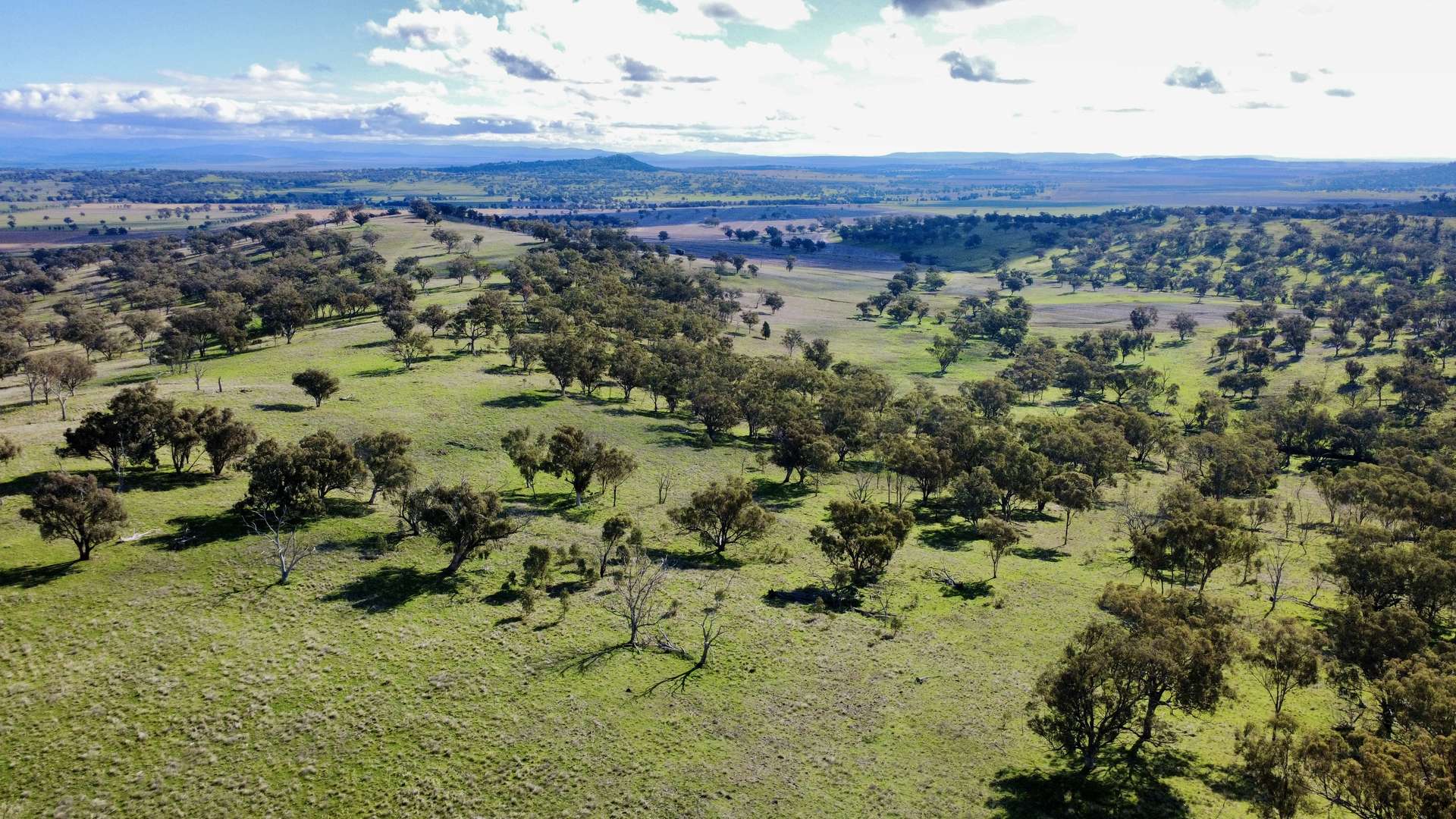 "Werribon" 201 Warrah Creek Road, Willow Tree Auction by Farmbuy.com - image 6