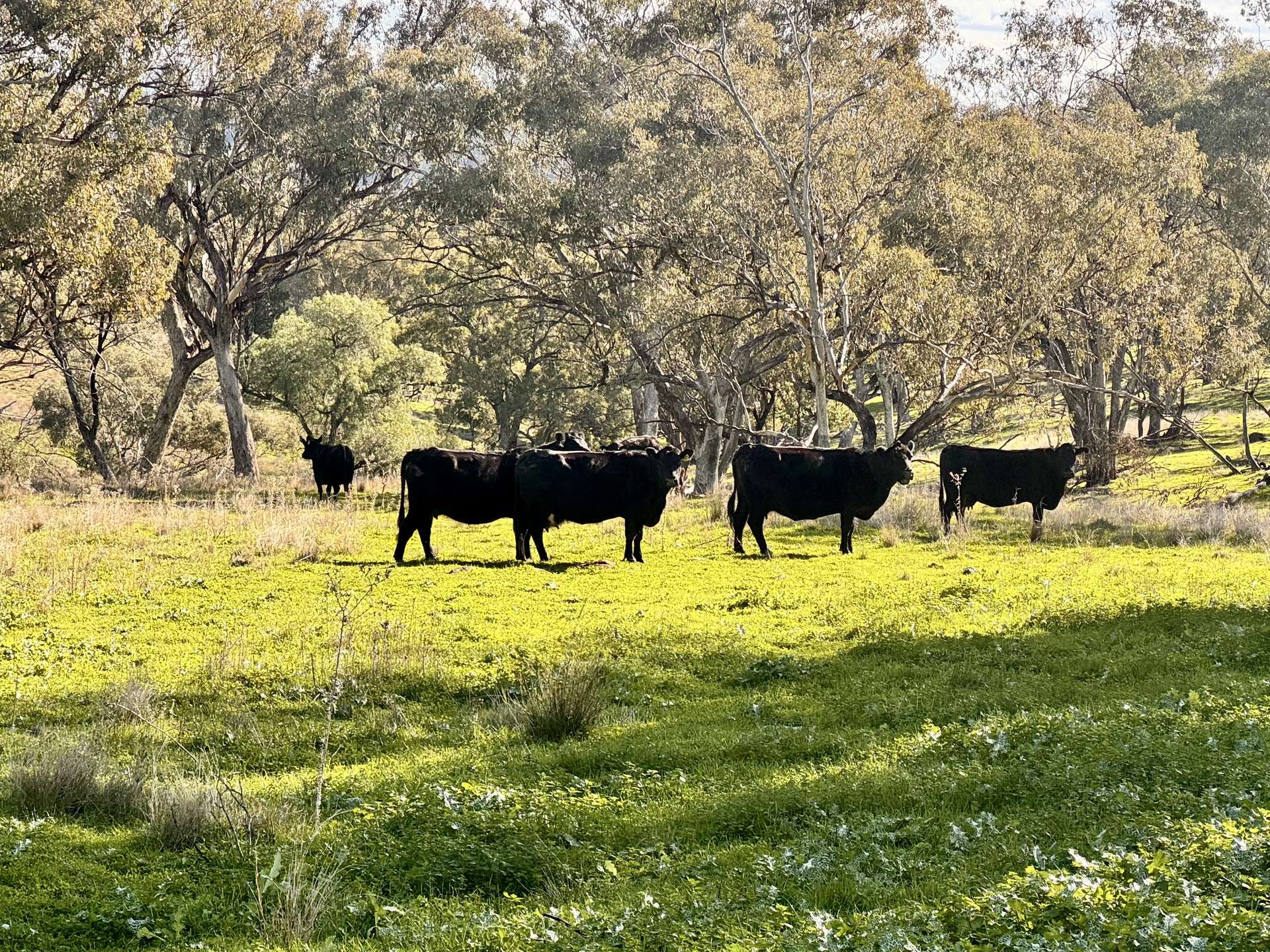 "Werribon" 201 Warrah Creek Road, Willow Tree Auction by Farmbuy.com - image 17