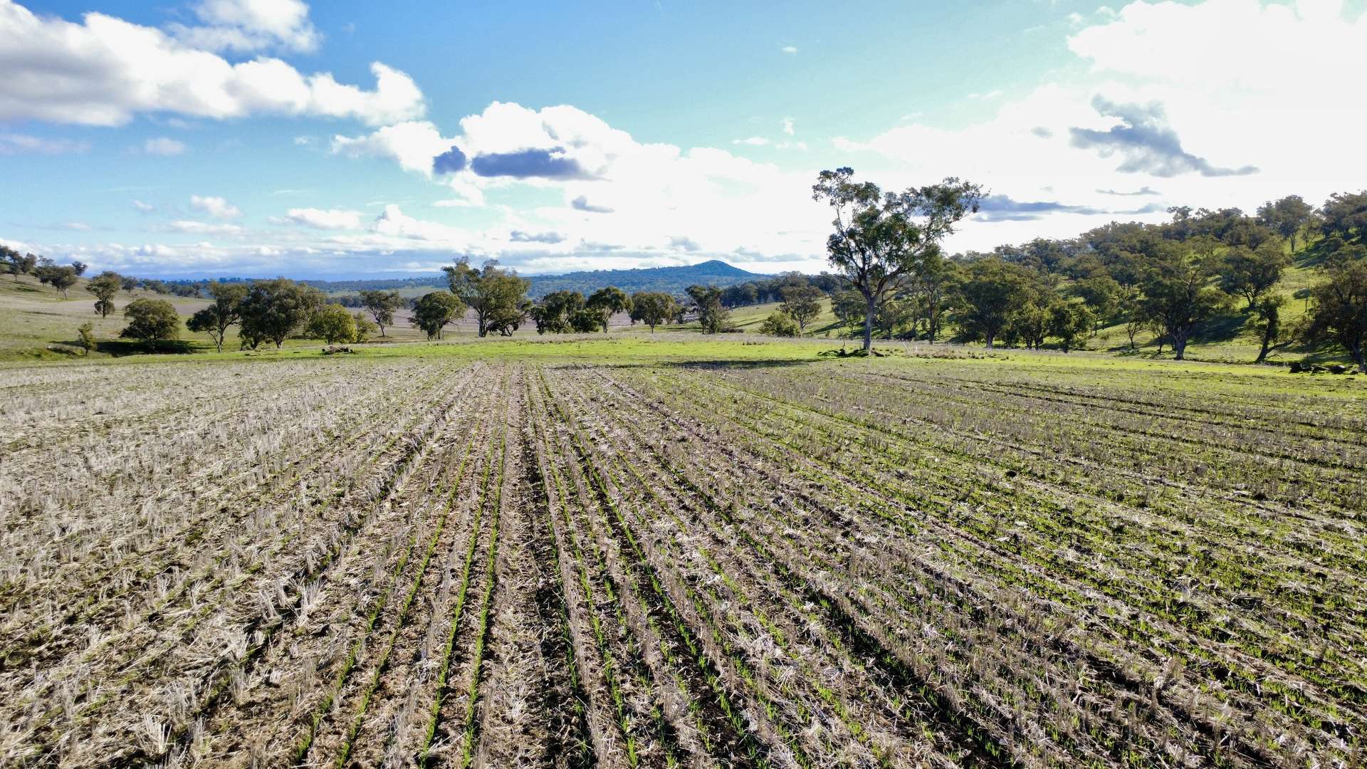 "Werribon" 201 Warrah Creek Road, Willow Tree Auction by Farmbuy.com - image 19