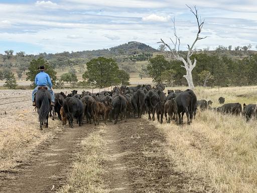 "Werribon" 201 Warrah Creek Road, Willow Tree NSW 2339