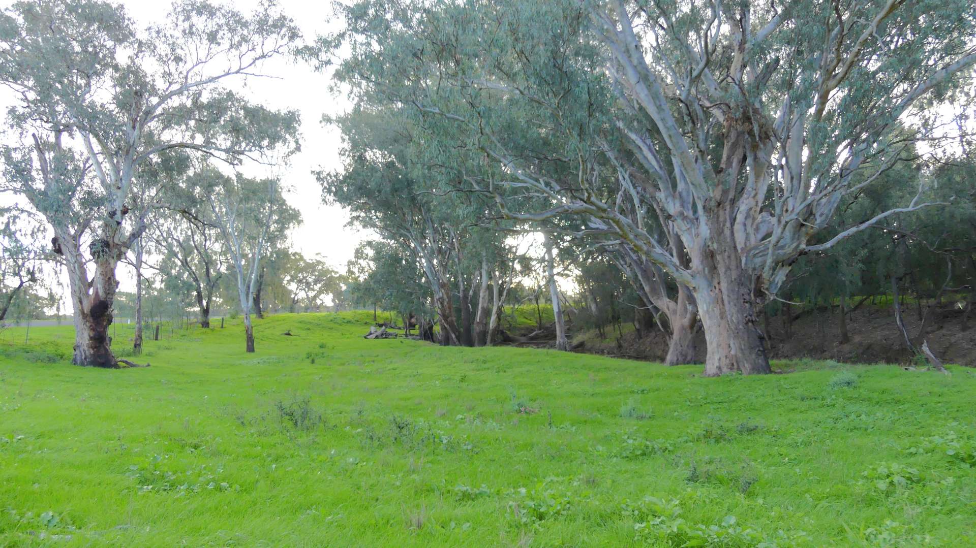 Warren Tender by Farmbuy.com - image 7