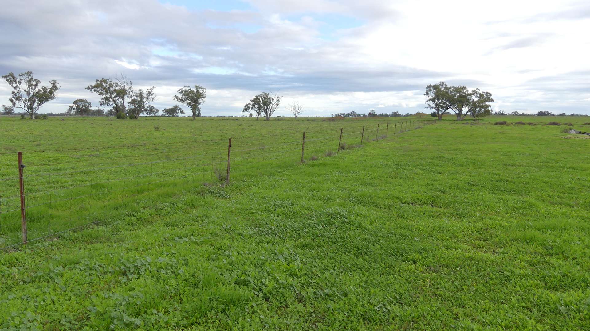 Warren Tender by Farmbuy.com - image 15