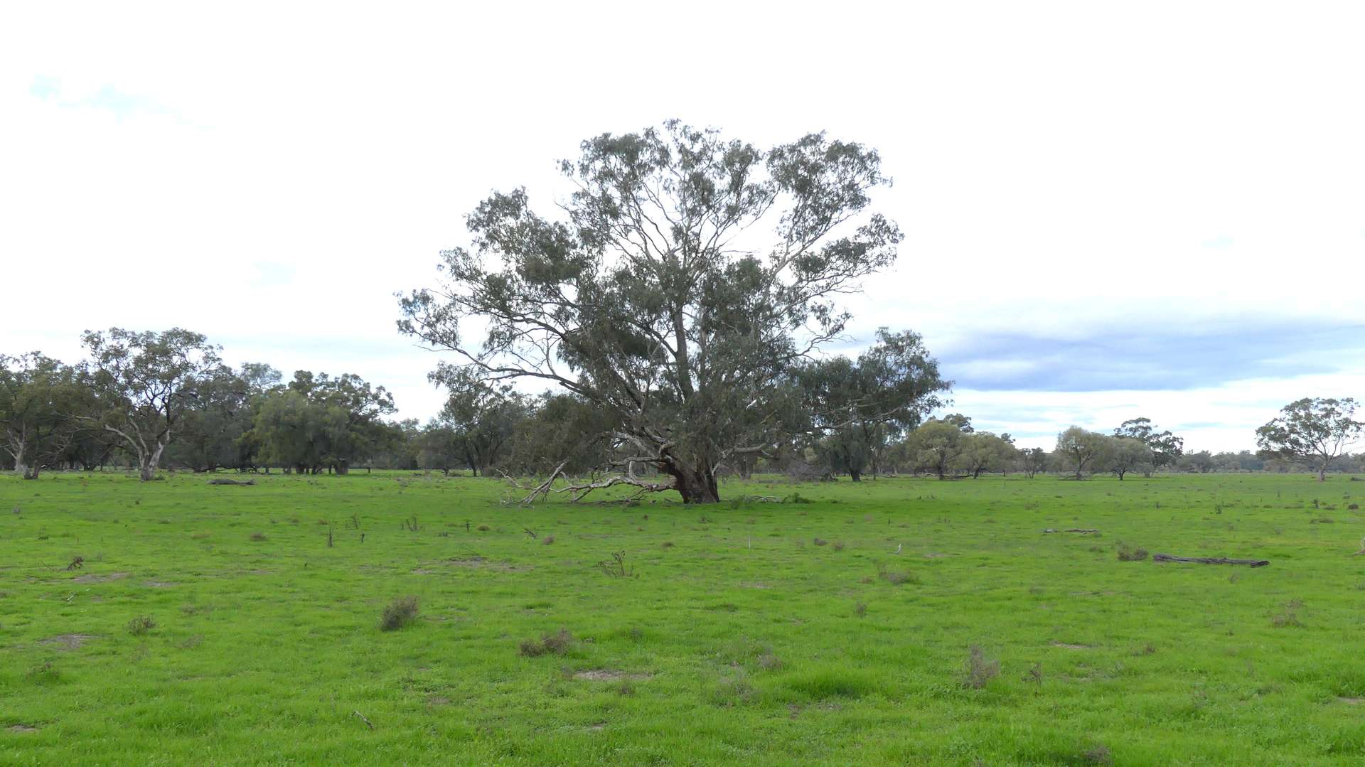 Warren Tender by Farmbuy.com - image 8