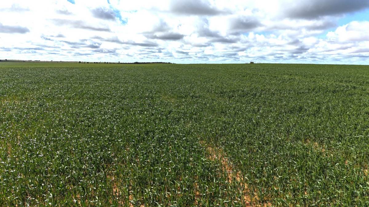 'Garel' 2494 Mallee Highway, Manangatang Sold by Farmbuy.com - image 16