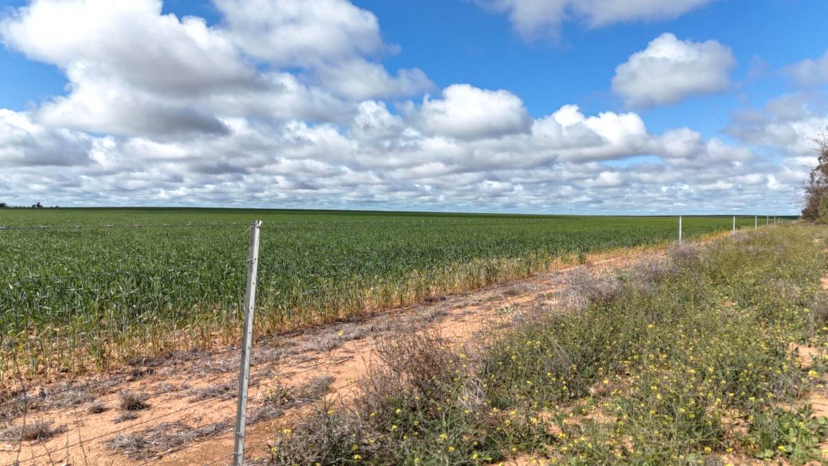 'Garel' 2494 Mallee Highway, Manangatang Sold by Farmbuy.com - image 22