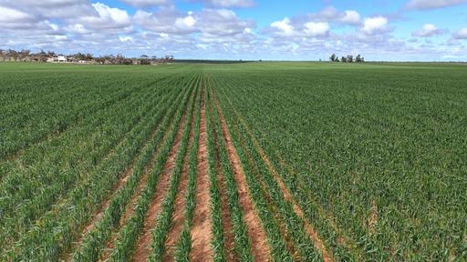 Farm Sold - VIC - Manangatang - 3546 - Broadacre Cropping Enterprise 