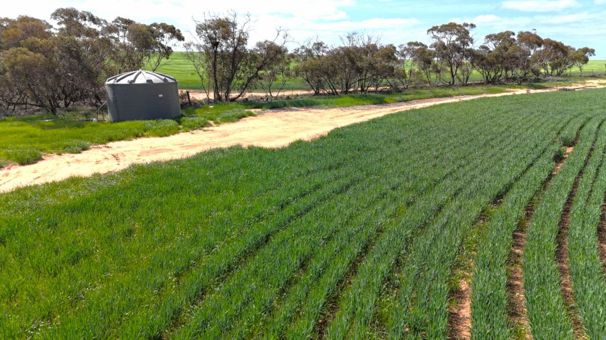 'Buffalo Bend' 50A Morrison Road, Linga For Sale by Farmbuy.com - image 3
