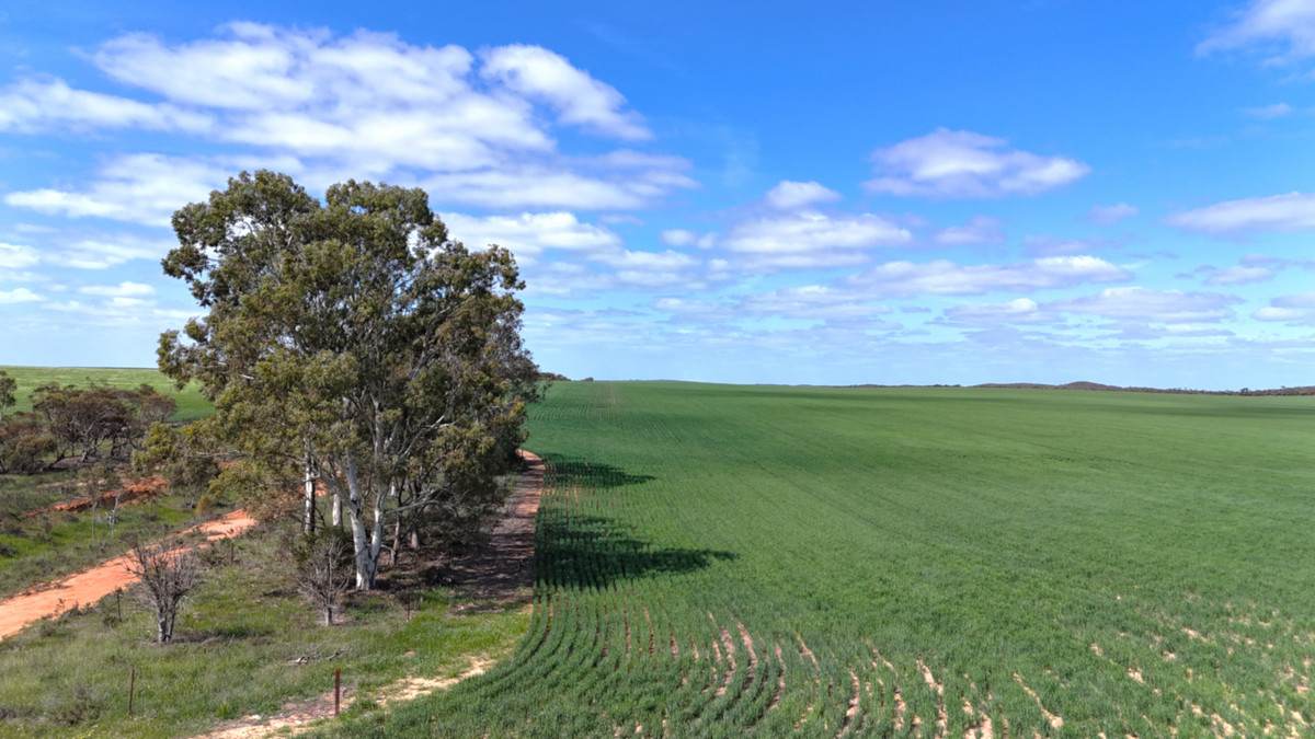 'Buffalo Bend' 50A Morrison Road, Linga For Sale by Farmbuy.com - image 2