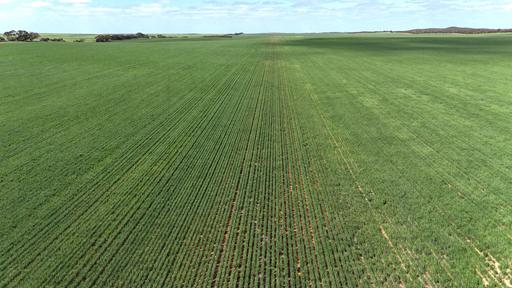 Farm For Sale - VIC - Linga - 3509 - Broadacre Cropping Enterprise - Linga / Underbool District 
