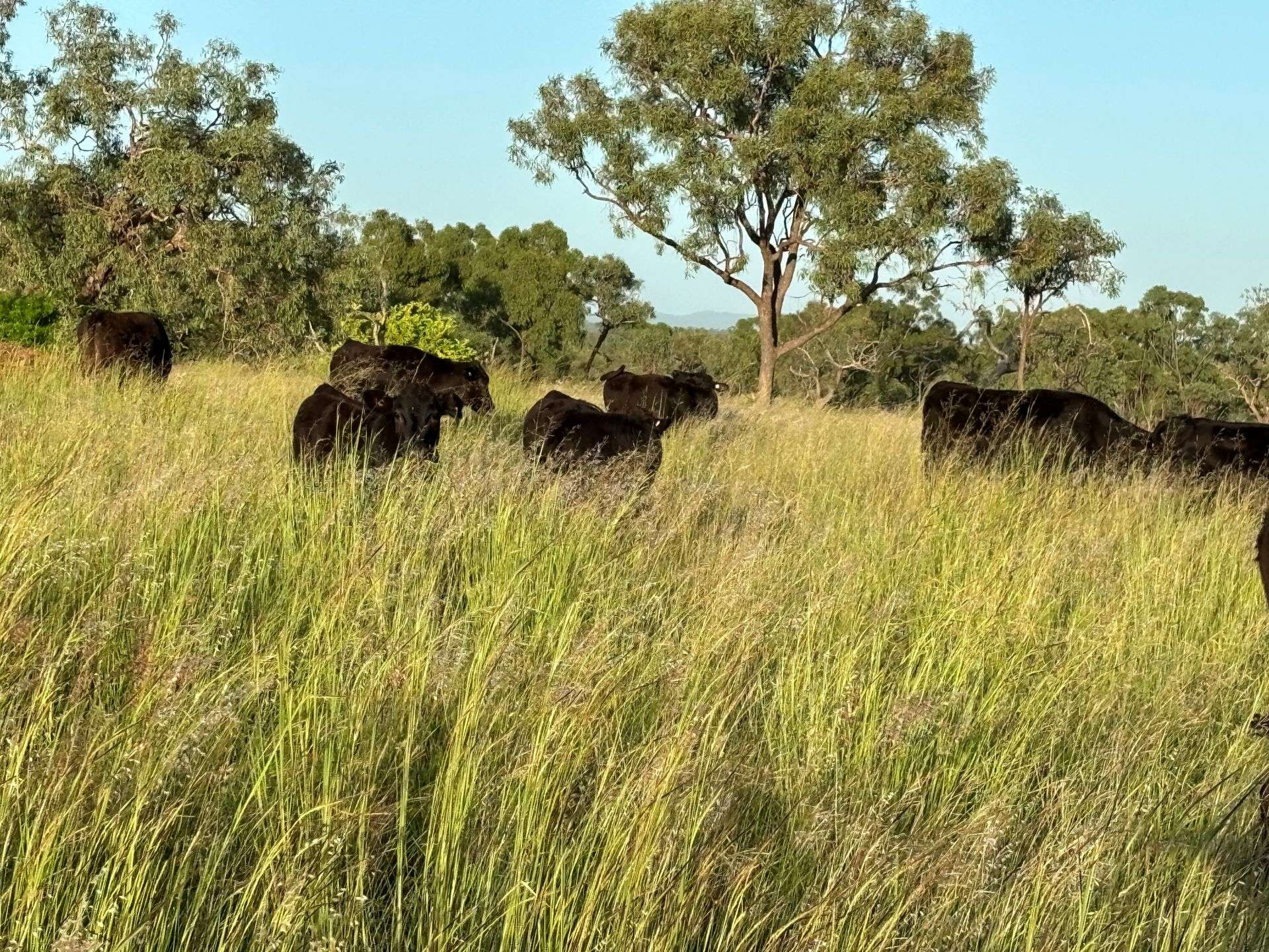 3153 Bluff Road, Seventy Mile Auction by Farmbuy.com - image 6