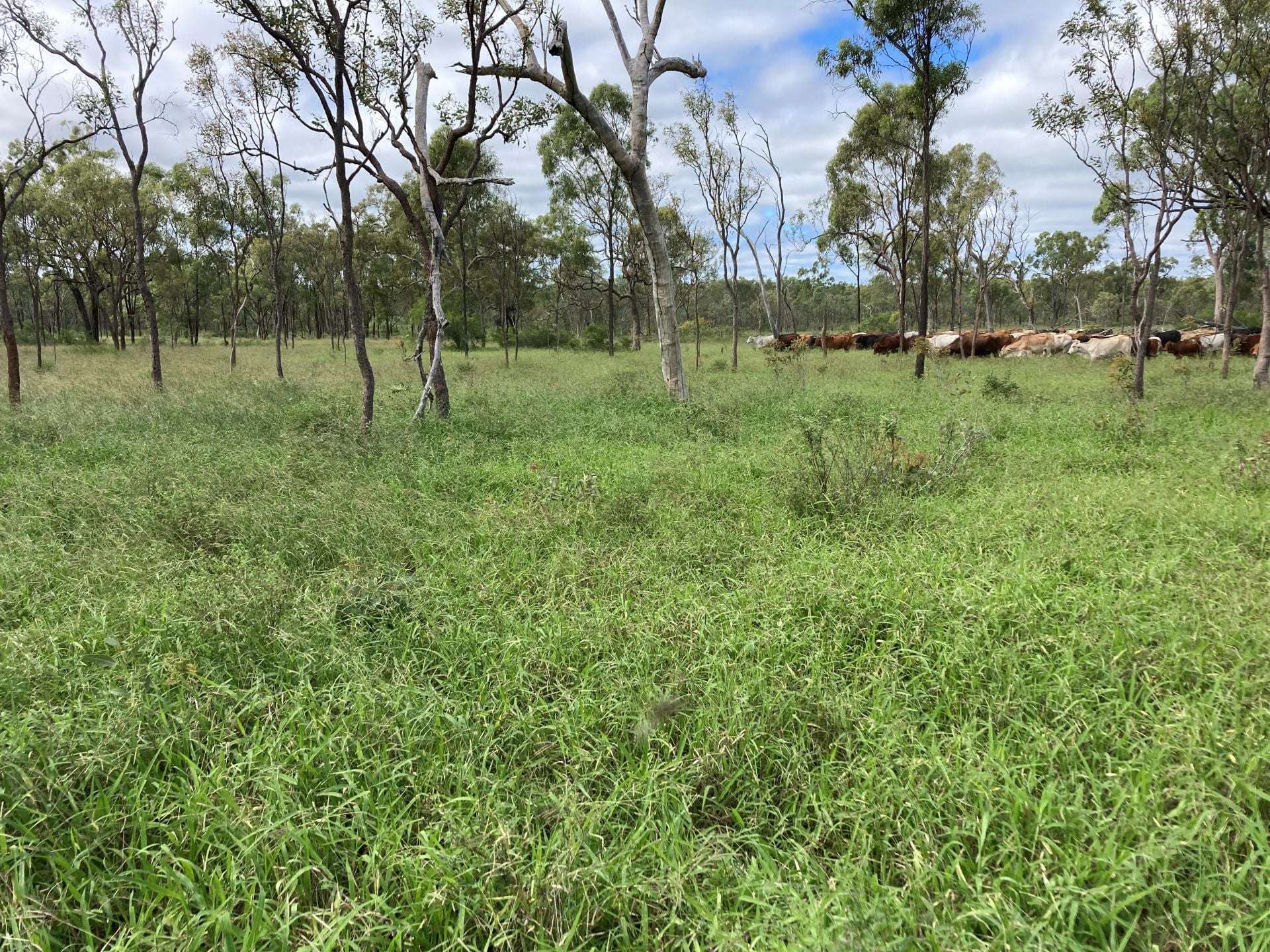 3153 Bluff Road, Seventy Mile Auction by Farmbuy.com - image 2