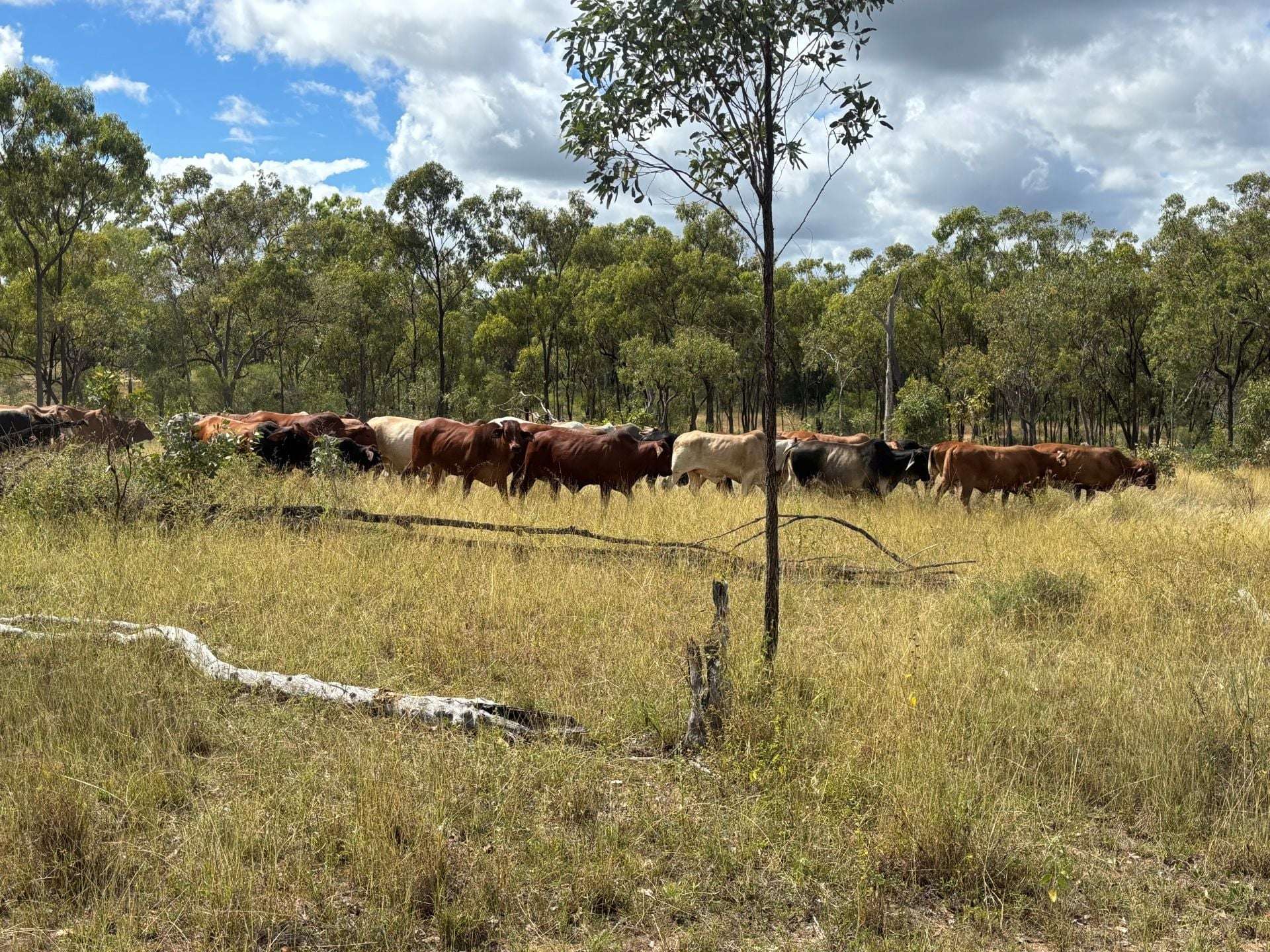 3153 Bluff Road, Seventy Mile Auction by Farmbuy.com - image 8