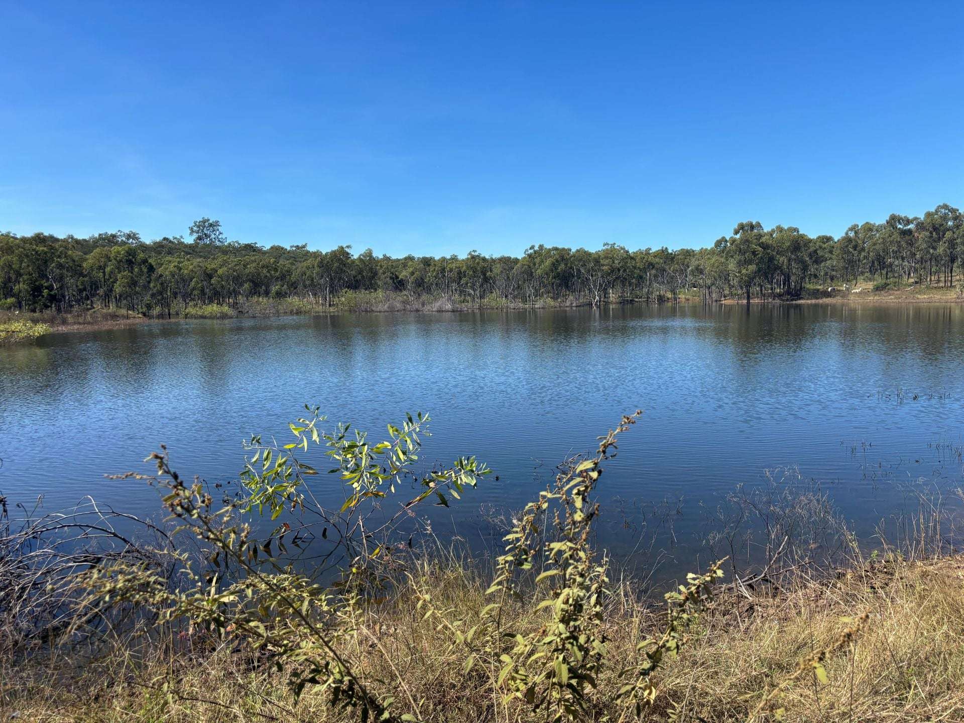 3153 Bluff Road, Seventy Mile Auction by Farmbuy.com - image 10