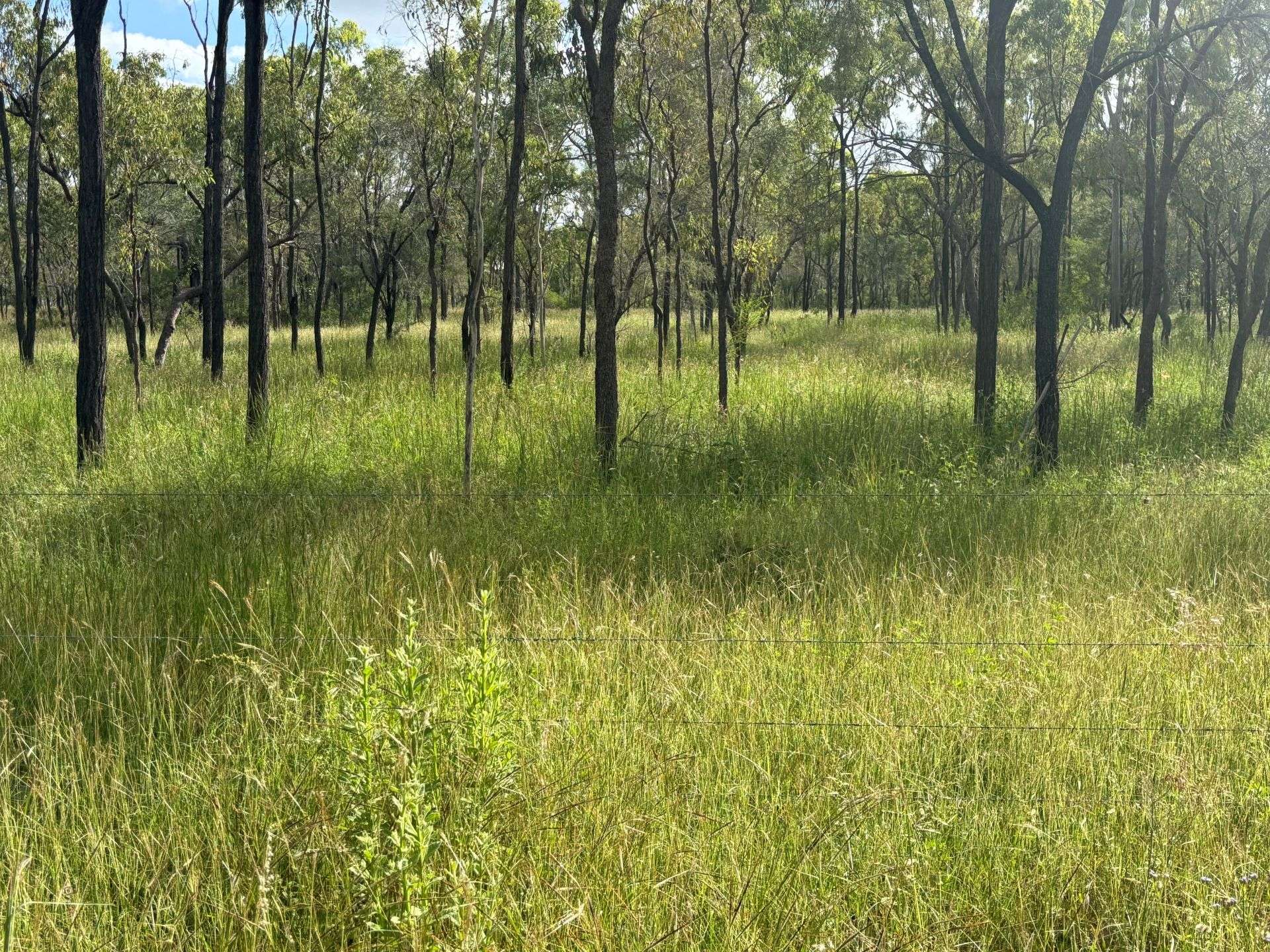 3153 Bluff Road, Seventy Mile Auction by Farmbuy.com - image 7